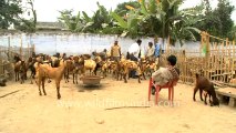 Sonepur goats sells-2.mov