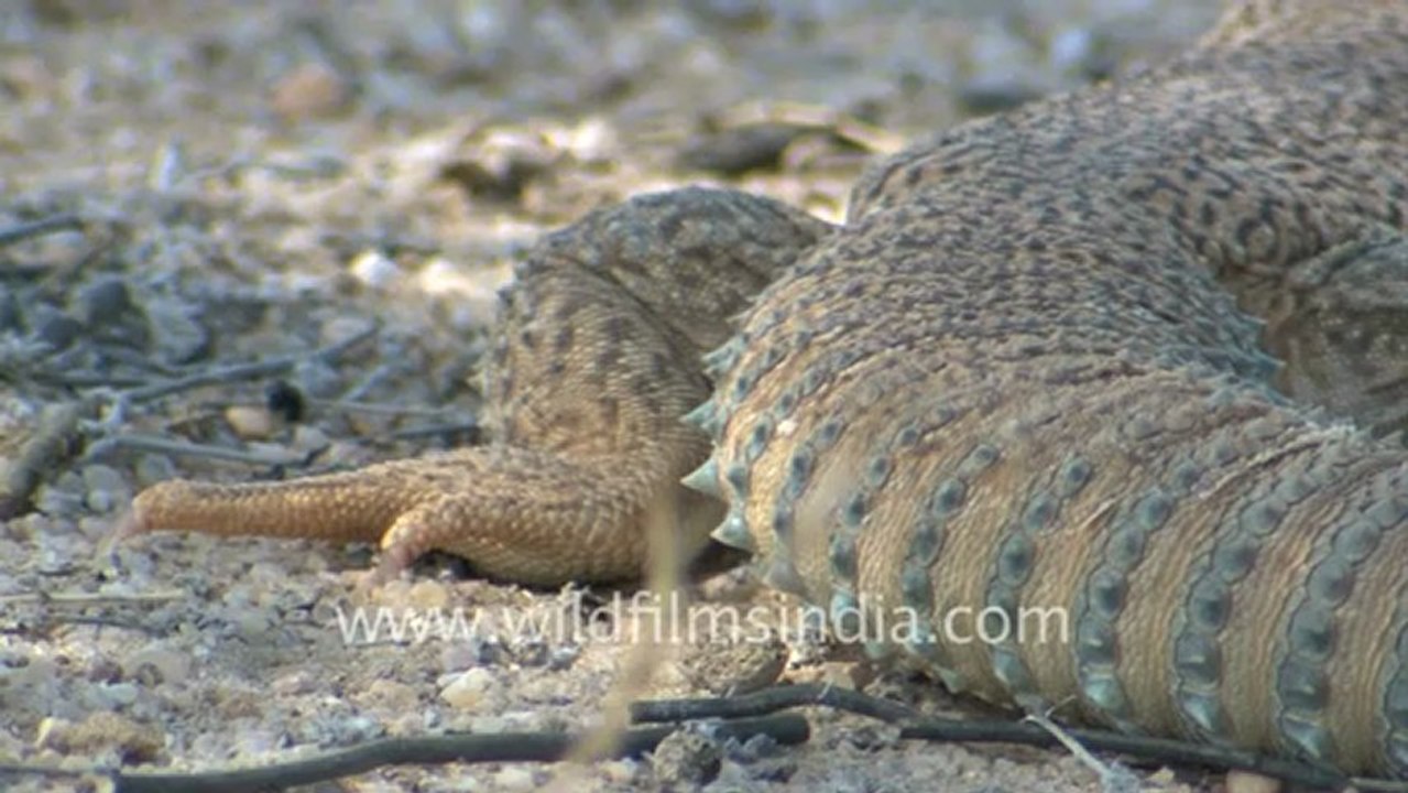 Rajasthan-hdv-10.mov