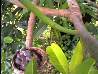 Shivalik monsoon-11.mov