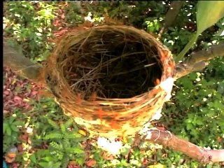 Shivalik monsoon-12.mov