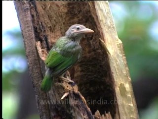 Shivalik monsoon-13.mov