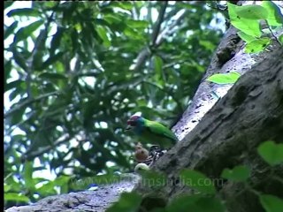 Shivalik monsoon-22.mov