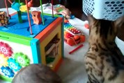 Bengal Cat Rumble Playing with Baby Toy Linus Cat Tips