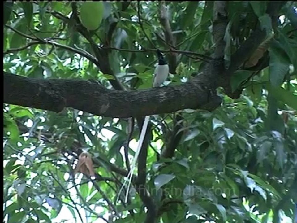 Shivalik monsoon-23.mov