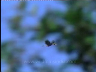 Shivalik monsoon-6.mov