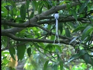 Shivalik monsoon-7.mov