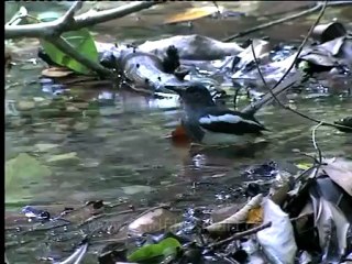 Shivalik monsoon-9.mov