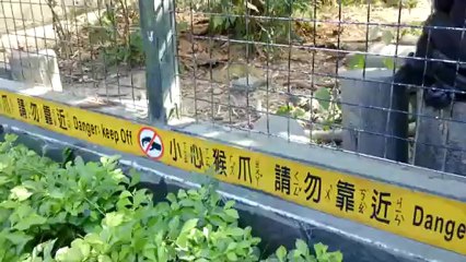 Cute Boys at the Zoo - Taiwan