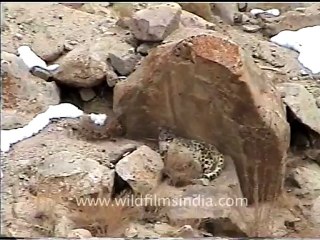 Snow leopard .mov