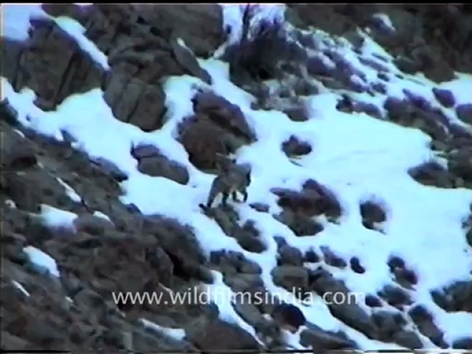 Snow leopard 4.mov