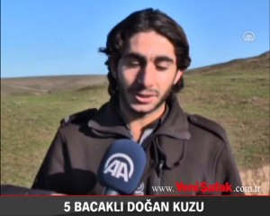 5 bacaklı doğan kuzu ilgi odağı oldu