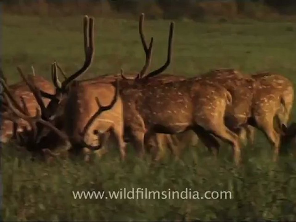 Spotted deers.mov