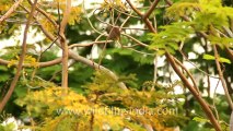 Thailand-Animals-Birds-3.mov