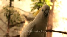 Thailand-Animals-Birds-4.mov