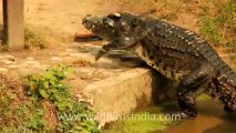 Thailand-Animals-Reptiles-3.mov