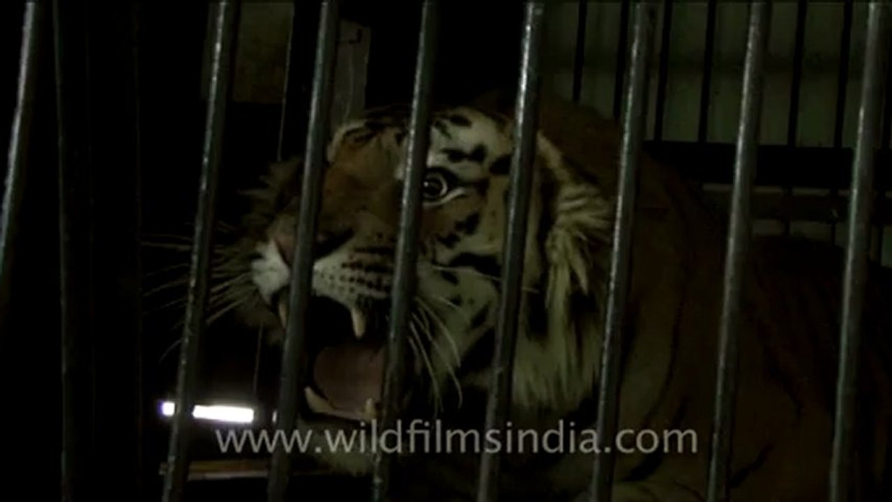 Tiger-nainital-1.mov