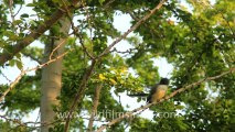 Timor-Wildlife-Birds-5.mov