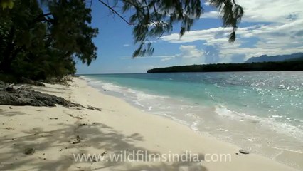 Timor-Wildlife-Landscape-1.mov