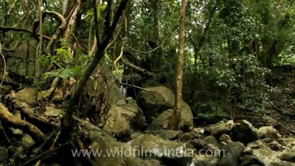 Timor-Wildlife-Landscape-13.mov