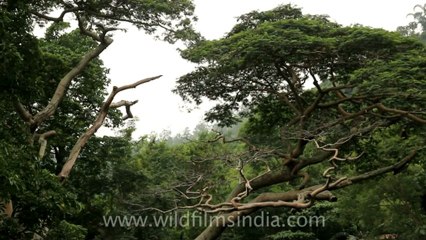 Timor-Wildlife-Landscape-19.mov
