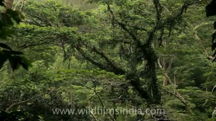 Timor-Wildlife-Landscape-20.mov