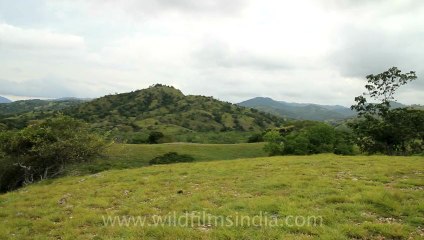 Timor-Wildlife-Landscape-3.mov