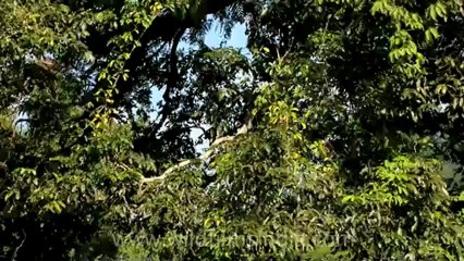 Timor-Wildlife-Landscape-8.mov