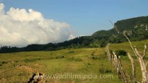 Timor-Wildlife-Landscape-9.mov