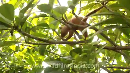 Timor-Wildlife-Mammals-1.mov