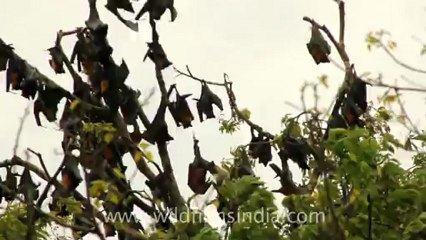 Timor-Wildlife-Mammals-4.mov