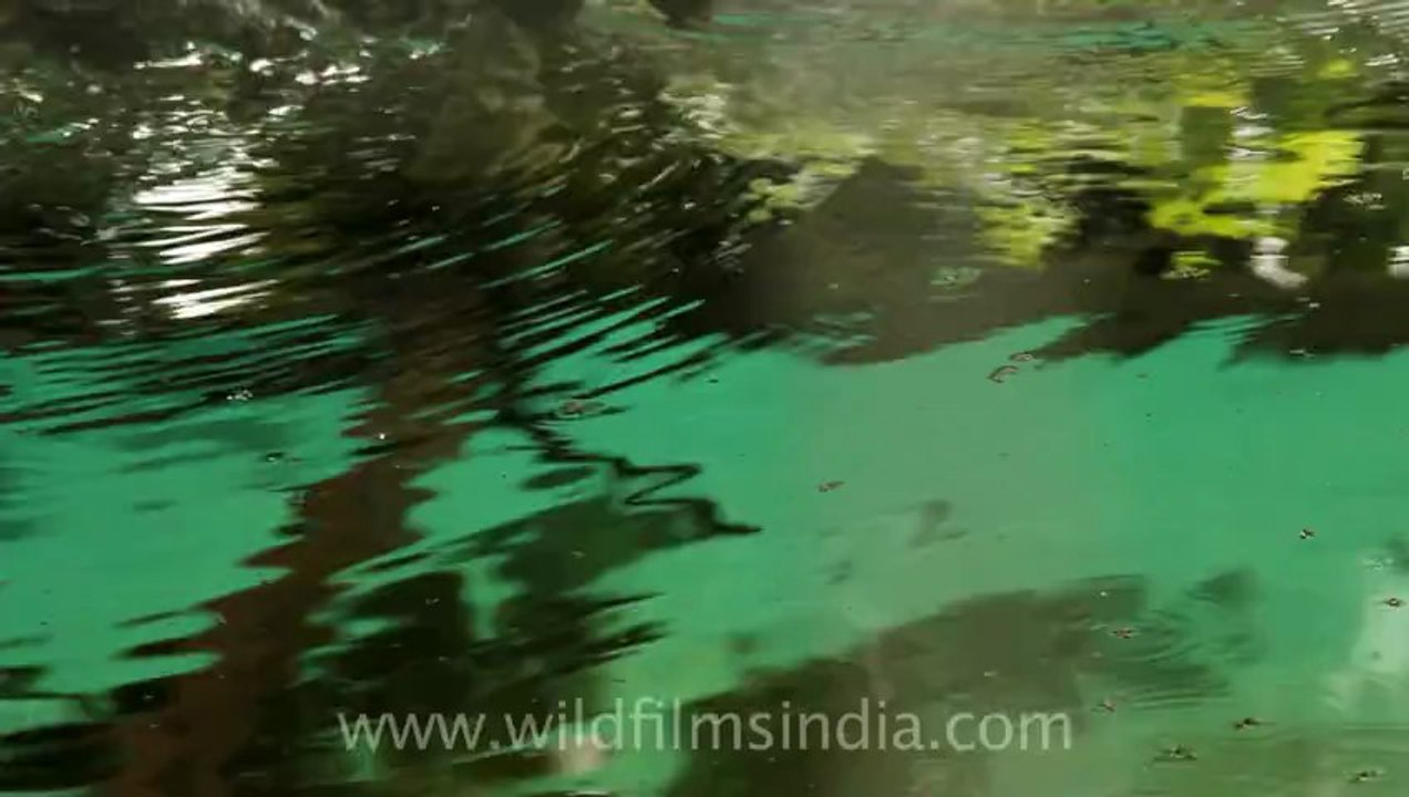 Timor-Wildlife-Reptiles-Crocodile-1.mov