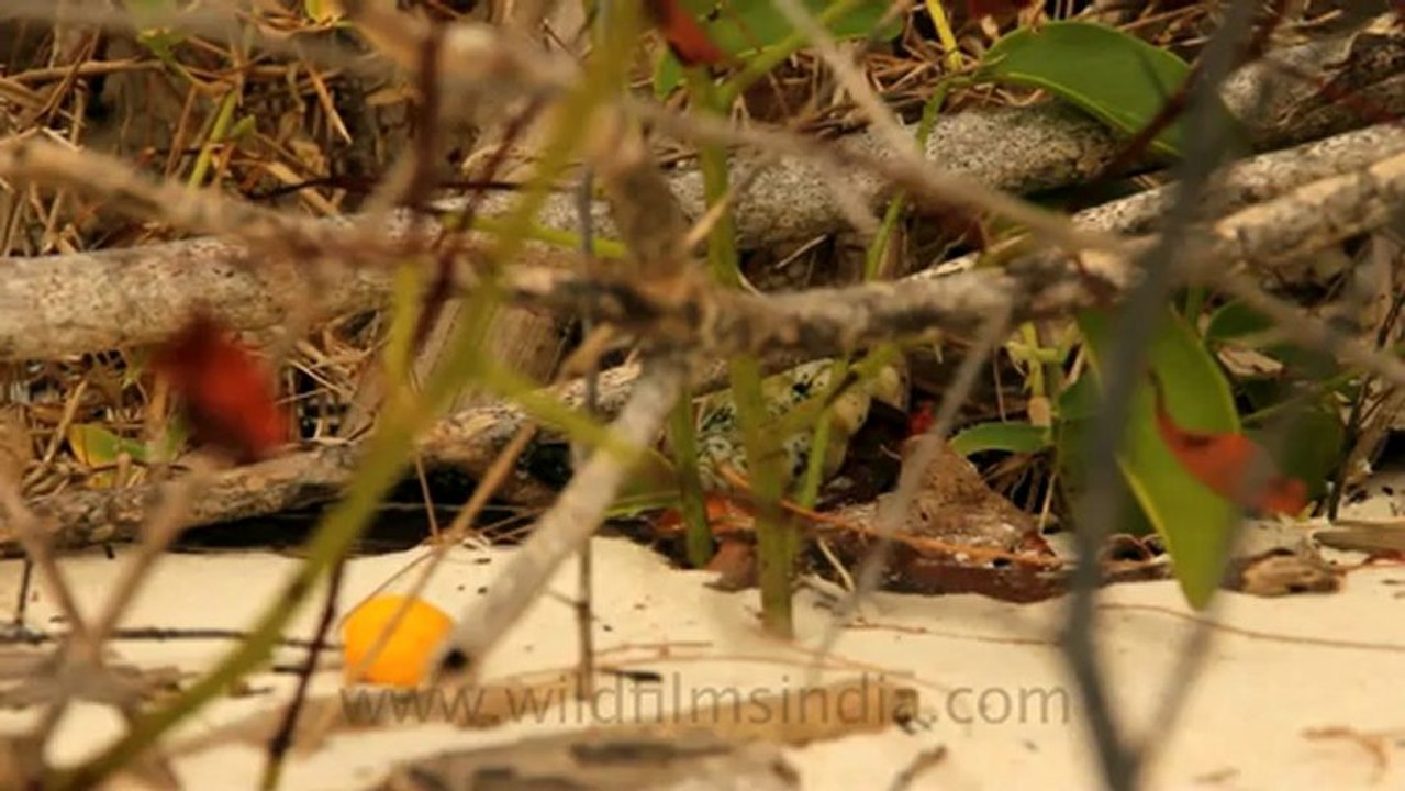 Timor-Wildlife-Water-6.mov