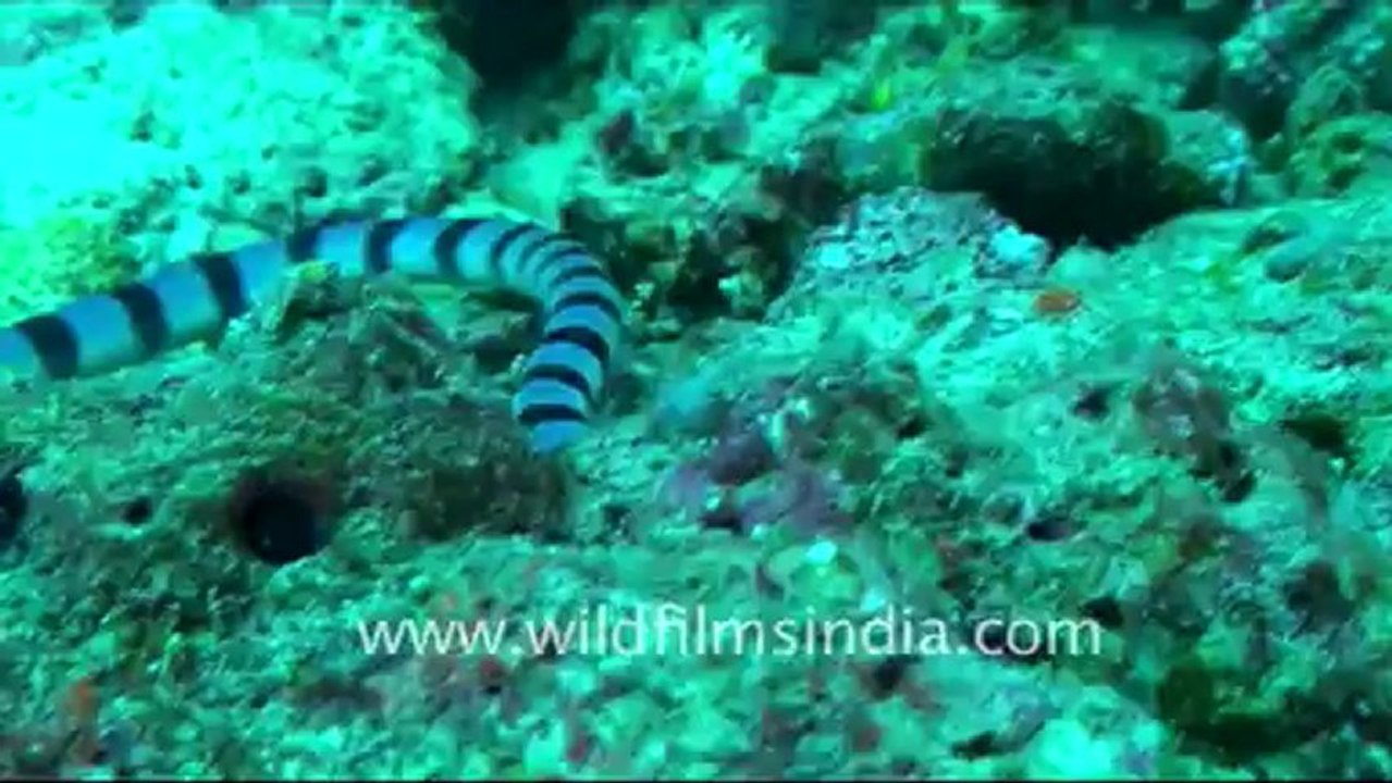 Under water-1.mov