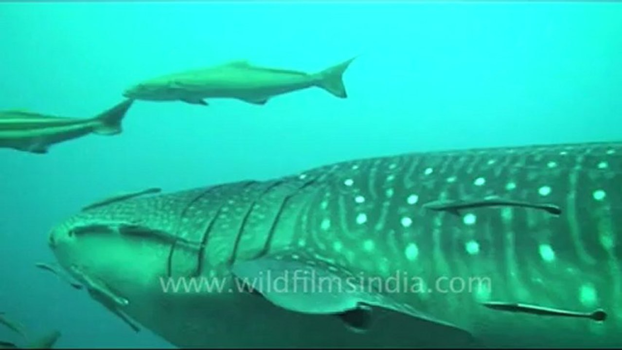 Under water-3.mov