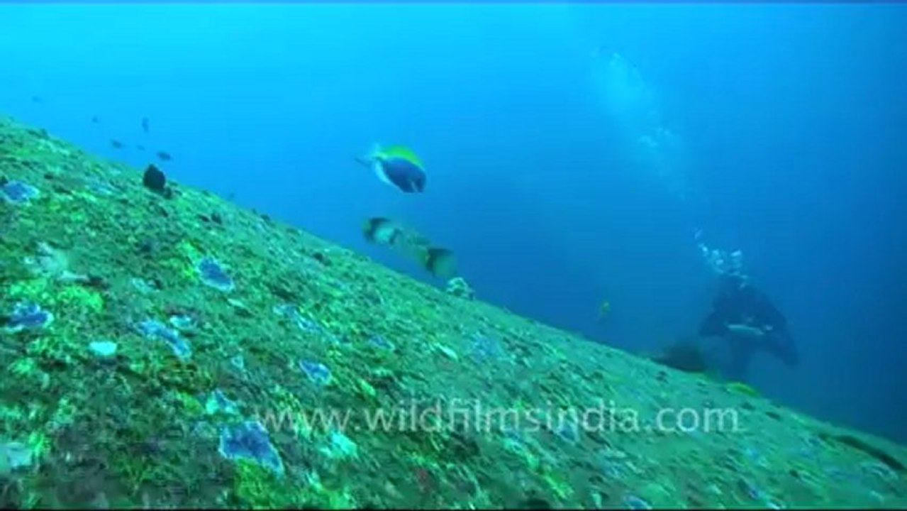 Under water-8.mov