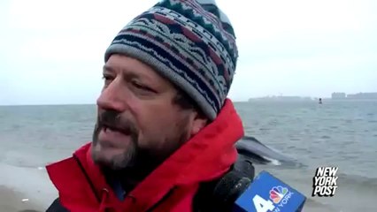 Une baleine d'environ 18 mètres s'échoue sur une plage de New York