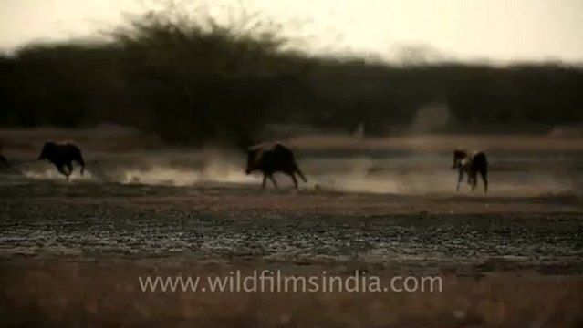 Velavadar Black Buck National Park-Gujarat.mov