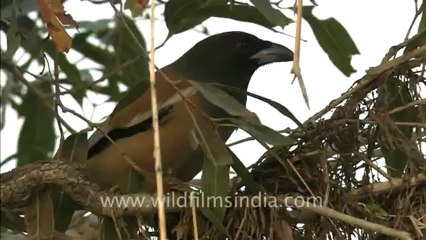 2489.Tree Pie in Bandhavgarh.mov