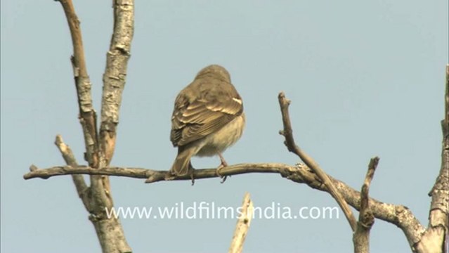 2491.Red-vented Bulbul.mov