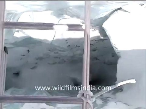 2496.Belayed across Khumbu icefall.mov