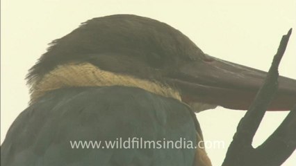 2503.Stork billed Kingfisher.mov