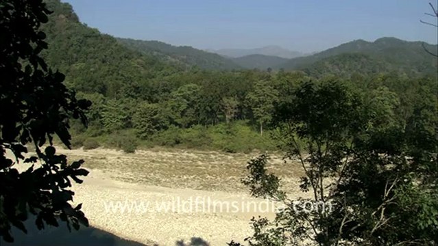2520.Teak forest in Corbett.mov