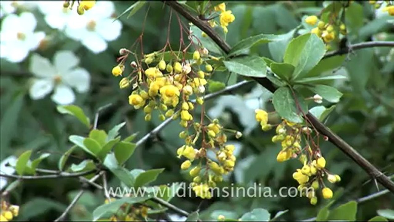 briar rose creeper.mov