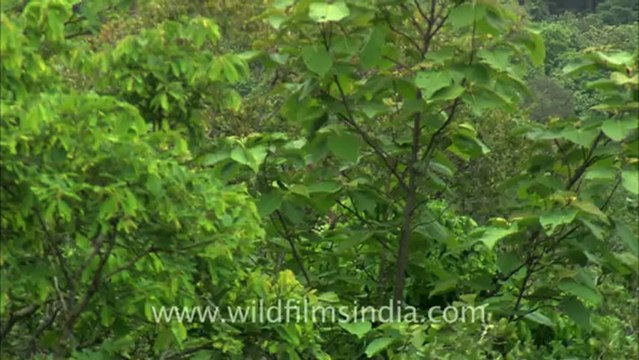 2523.Waterfall in Panna.mov