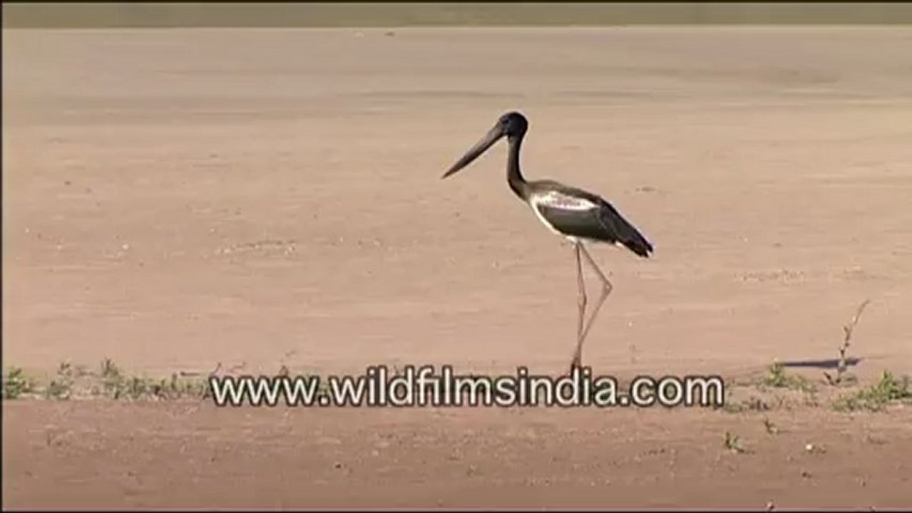 chambal-40.mov