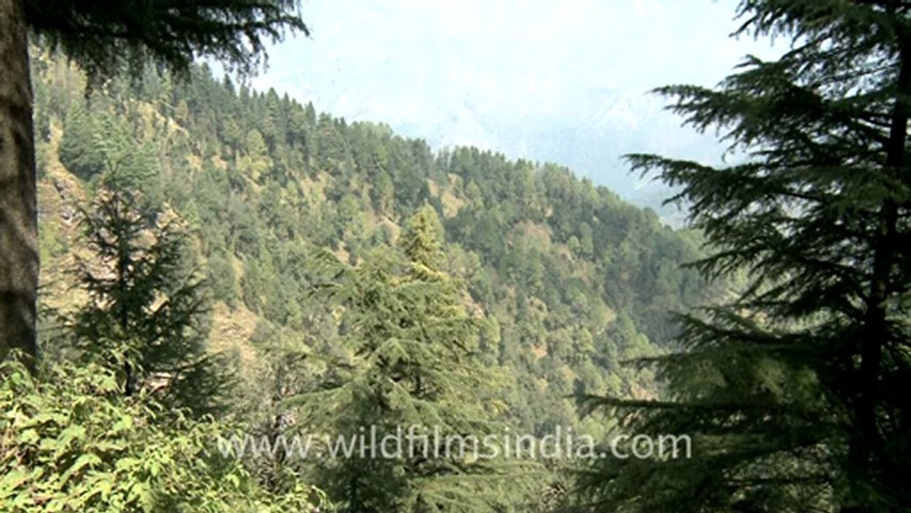 landour-5.mov