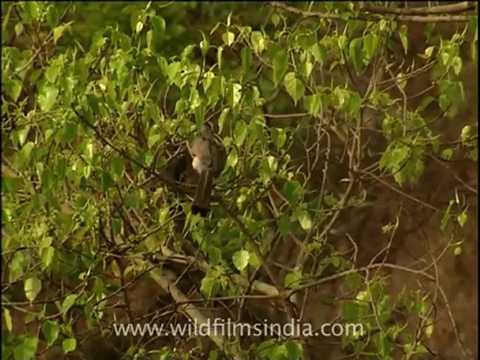 corbett-mdv-817-2.mov