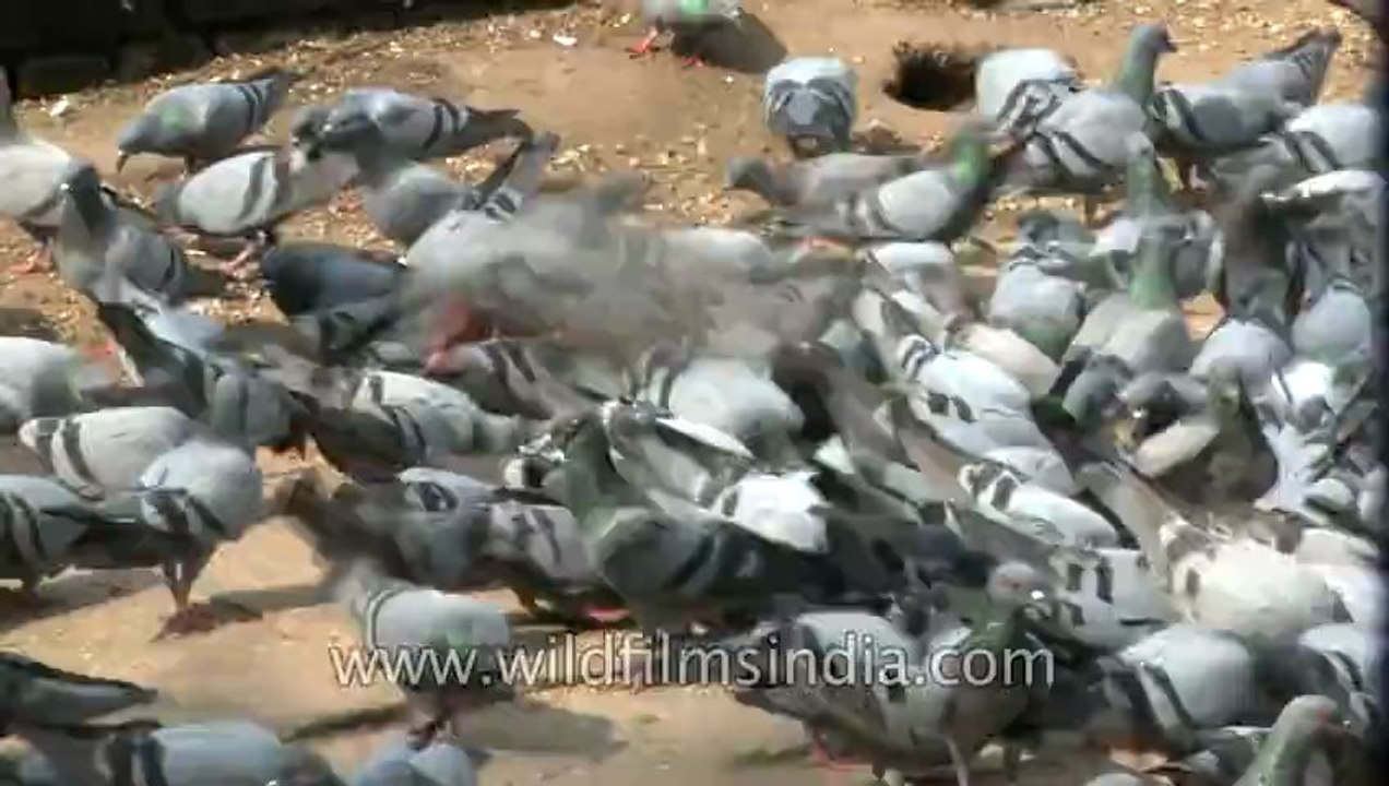 2594.Feed the birds, tuppence a bag!.mov