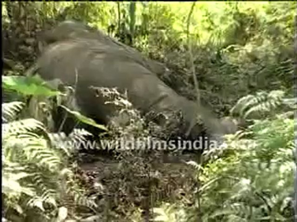 dead elephant 4-MPEG-4 800Kbps Streaming.mp4