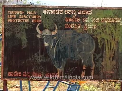2621.Cauvery wildlife Sanctuary, Karnataka.mov